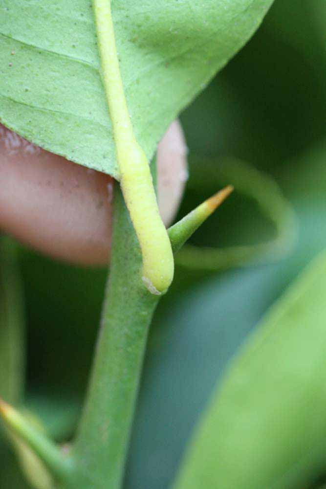              Petiole (Florida, Riverside, CA)       